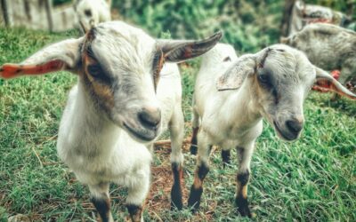 How Goats Are Preventing Wildfires In Oakland