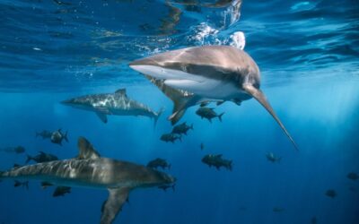 Scientists Saving Endangered Shark Species